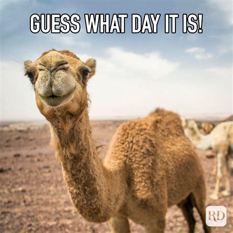 hump day memes